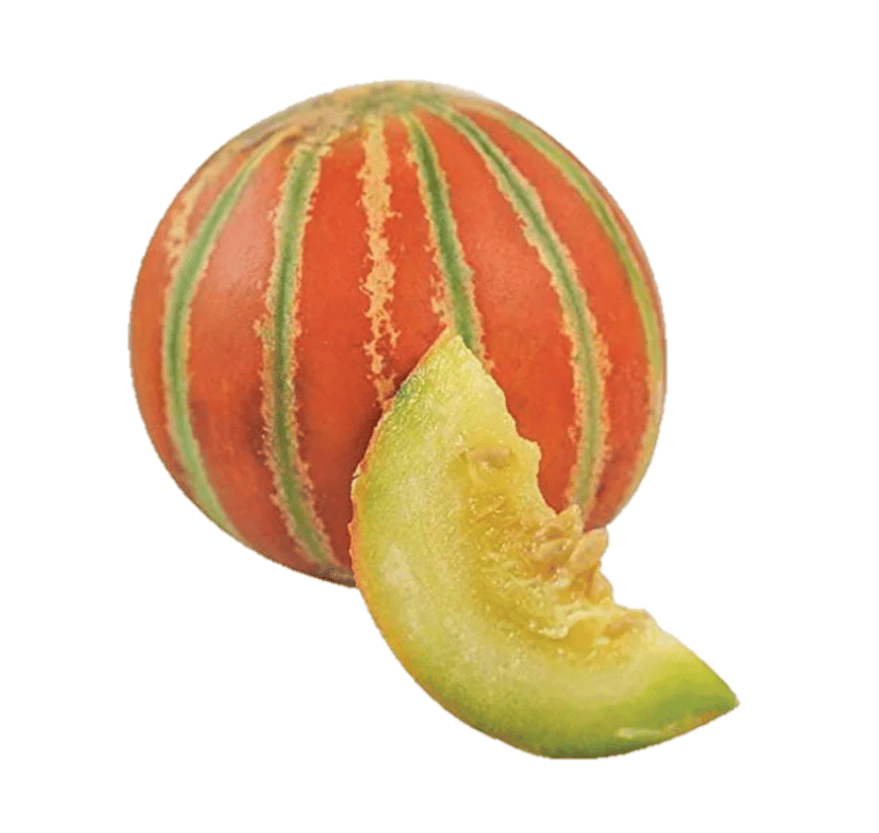 Muskmelon Kajri Seeds - Excellent Germination