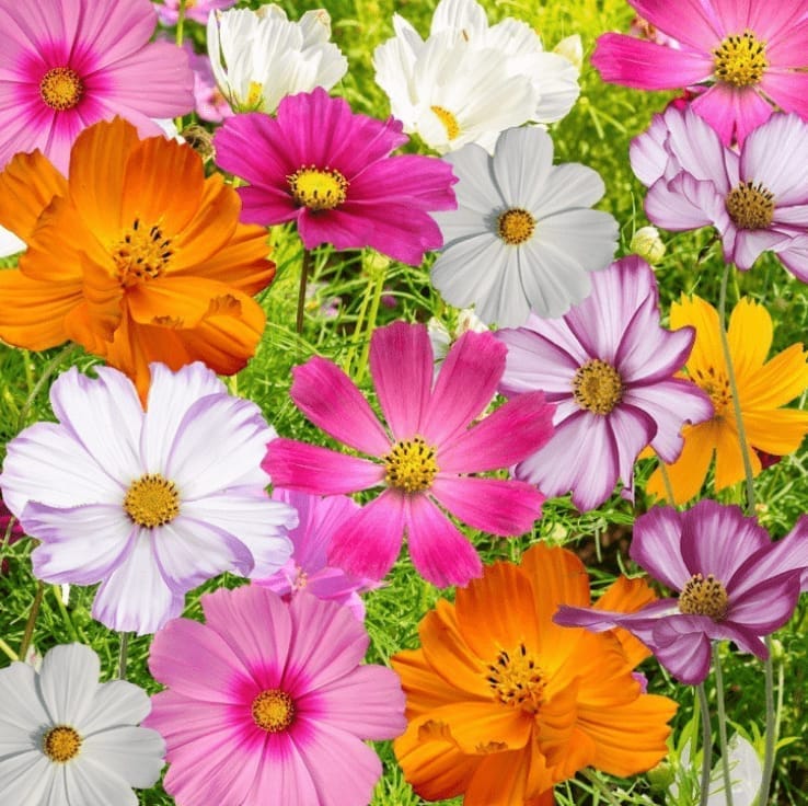 Free Gift - Cosmos Mixed Flower Seeds - Excellent Germination - Flash Sale