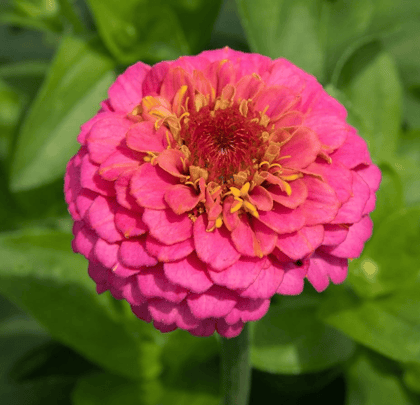 Buy Zinnia Pink Seeds - Excellent Germination Online | Urvann.com