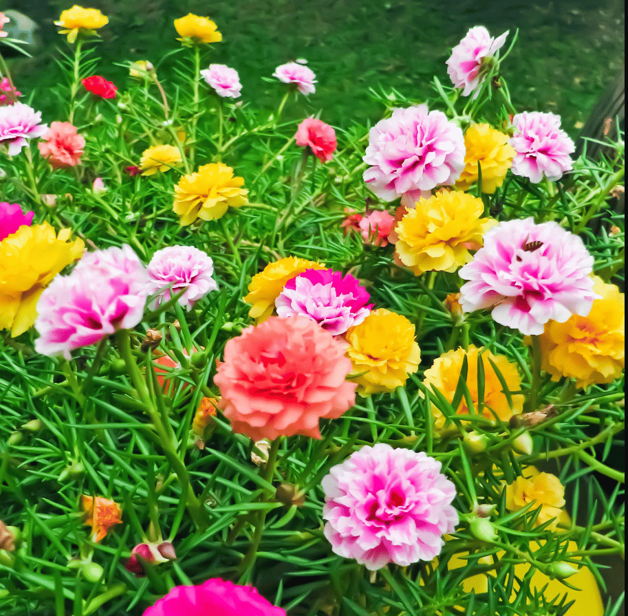 Portulaca Mixed Seeds - Excellent Germination