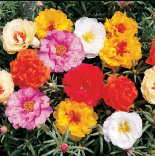 Portulaca Imperial Mixed Seeds - Excellent Germination