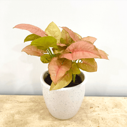 Buy Syngonium Pink in Classy Ceramic Pot - Minimum order 50 pcs. Online | Urvann.com