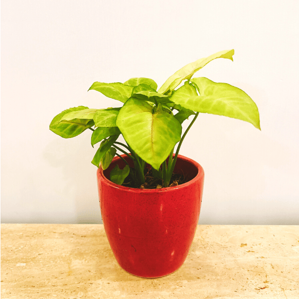 Syngonium Green in Elegant Ceramic Pots - Minimum order 50 pcs.