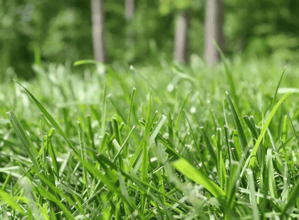 Buy Bermuda grass Seeds - Excellent Germination Online | Urvann.com