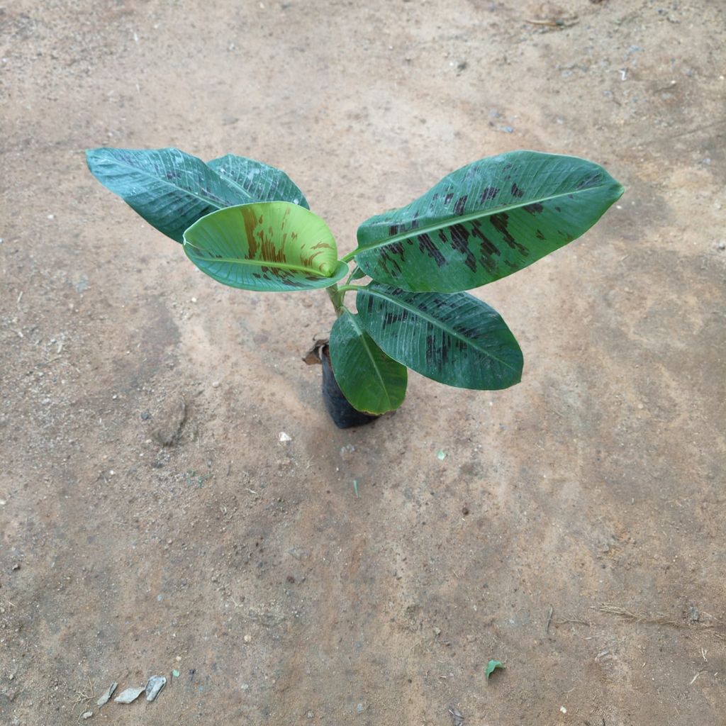 Banana Plant (~ 1.5 Ft) in 5 Inch Nursery Bag