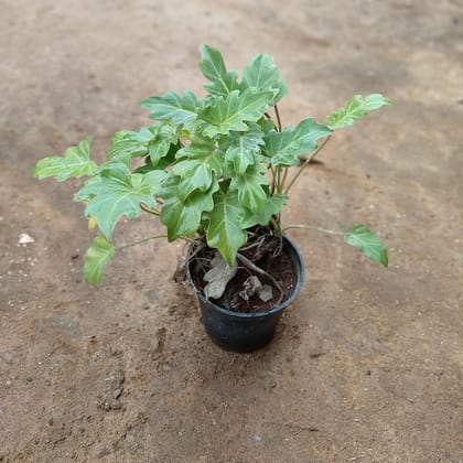 Buy Xanadu Golden  in 5 Inch Nursery Pot Online | Urvann.com