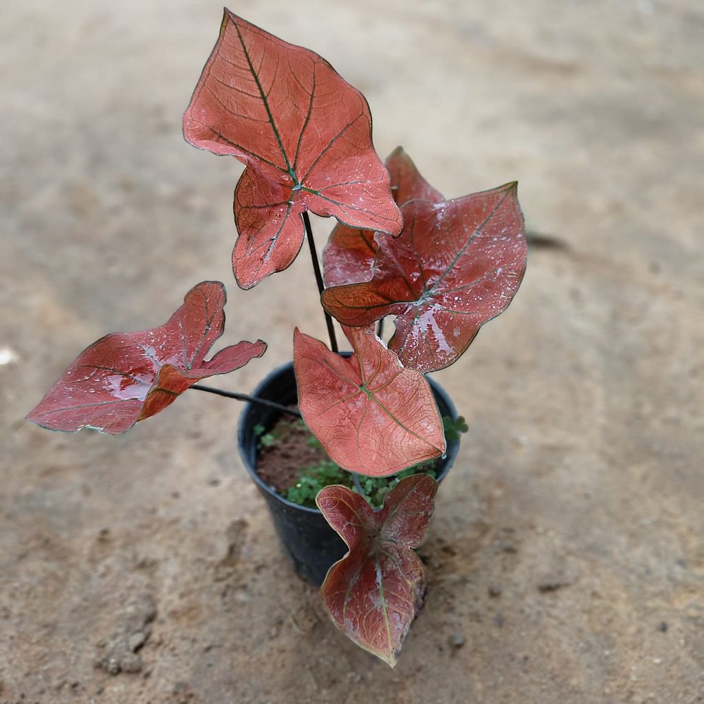 Caladium Red  in 5 Inch Nursery Pot