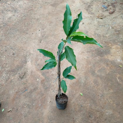 Buy Aam / Mango All Season Plant in 4 Inch Nursery Bag Online | Urvann.com