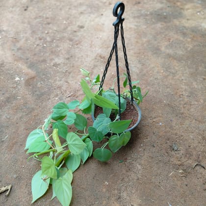 Buy Oxycardium Green in 7 Inch Black Hanging Basket (any colour) Online | Urvann.com