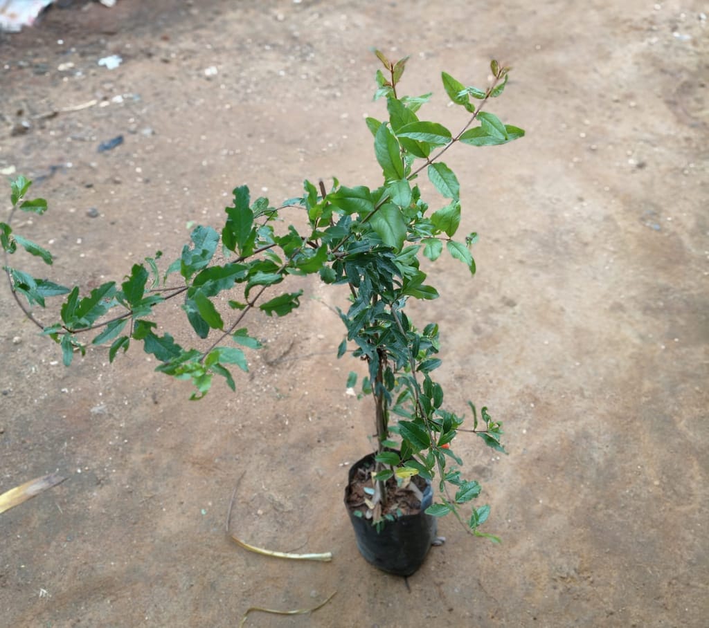 Anar / Pomegranate in 7 Inch Nursery Bag