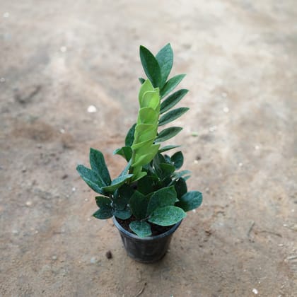 Buy ZZ Green in 4 Inch Nursery Pot Online | Urvann.com