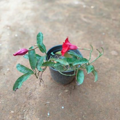 Buy Mandevilla Creeper Red in 5 Inch Nursery Pot Online | Urvann.com