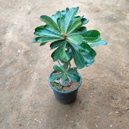 Buy Adenium (any colour) in 5 Inch Nursery Pot Online | Urvann.com