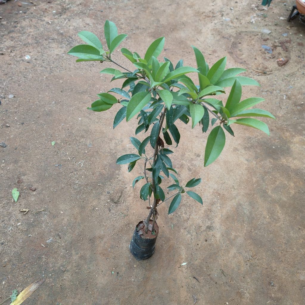 Chiku / Chikoo / Sapodilla Plant in 5 Inch Nursery Bag