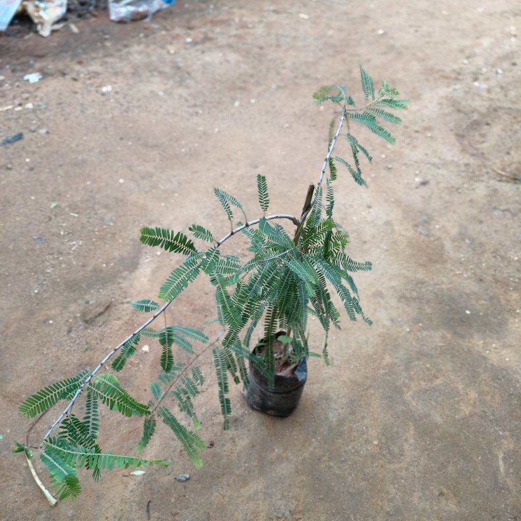 Amla / Indian Gooseberry in 5 Inch Nursery Bag