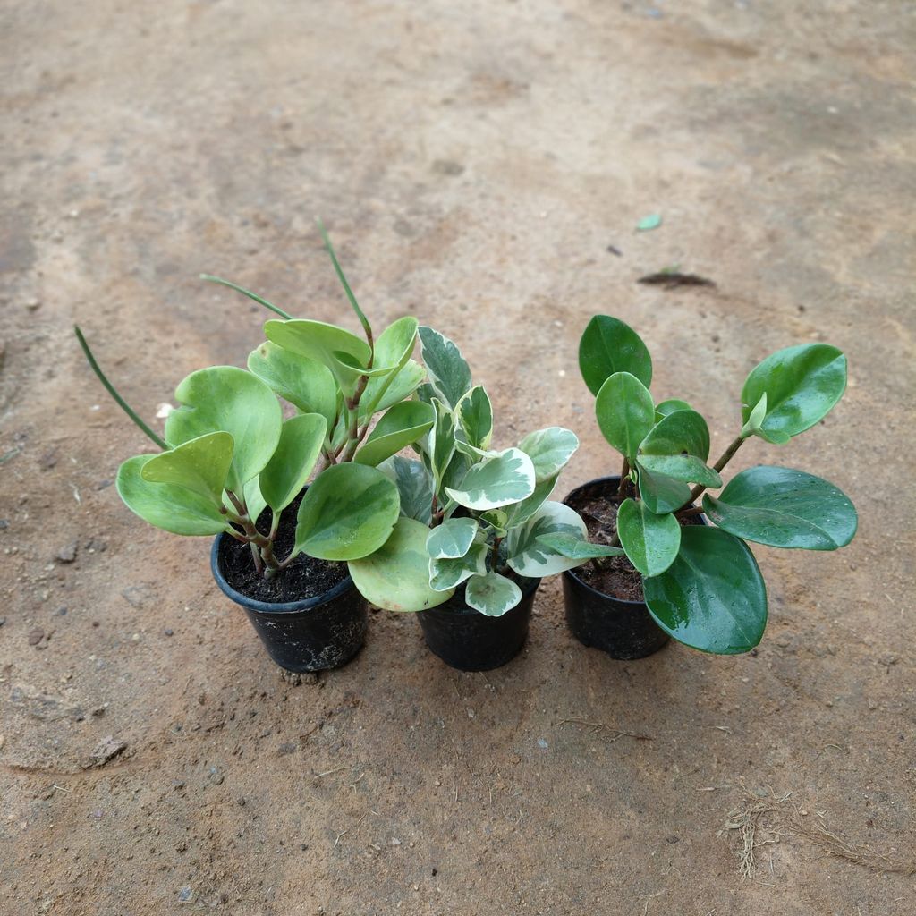 Set of 3 - Peperomia / Radiator Plant (Variegated, Green & White) in 4 Inch Nursery Pot