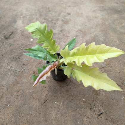 Buy Philodendron Golden in 5 Inch Nursery Pot Online | Urvann.com