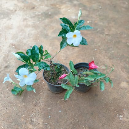 Buy Set of 2 - Mandevilla Creeper (Red & White) in 5 Inch Nursery Pot Online | Urvann.com