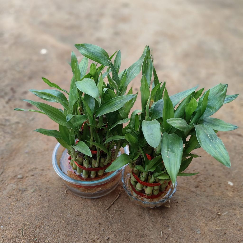 Set of 2 - 2 & 3 Layer Lucky Bamboo With Glass Pot