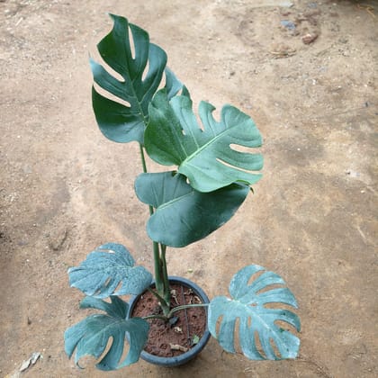 Buy Monstera Deliciosa in 8 Inch Nursery Pot Online | Urvann.com