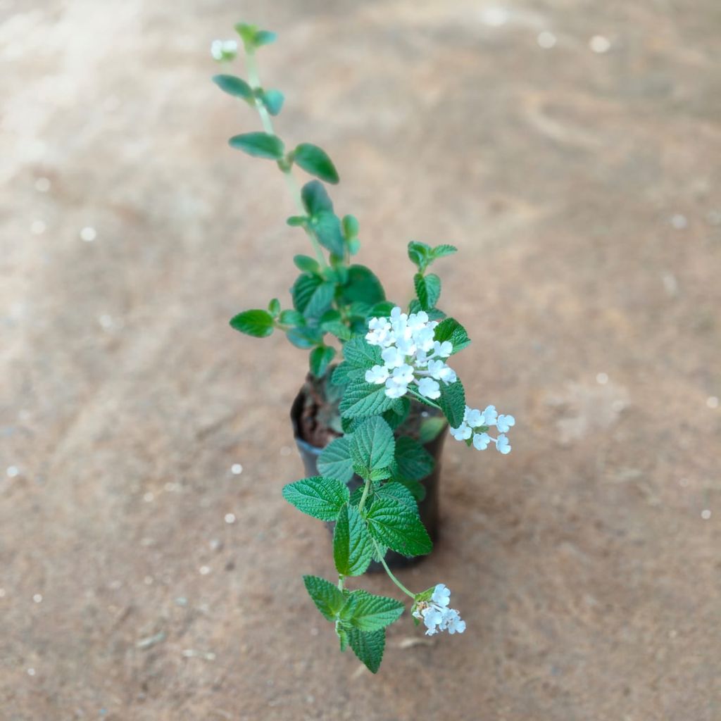 Lantana White in 4 Inch Nursery Bag