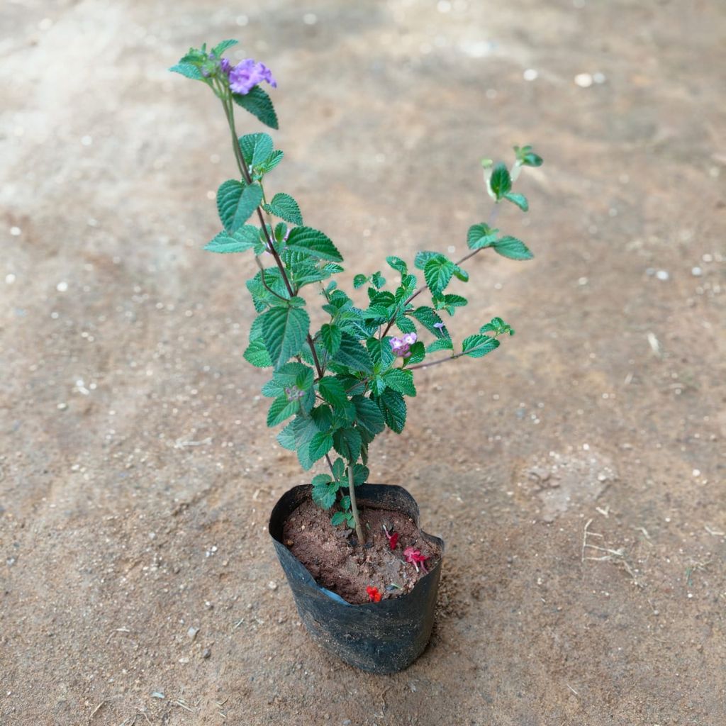 Lantana (any colour) in 4 Inch Nursery Bag