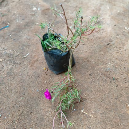 Buy Portulaca Moss Rose (any colour) in 4 Inch Nursery Bag Online | Urvann.com