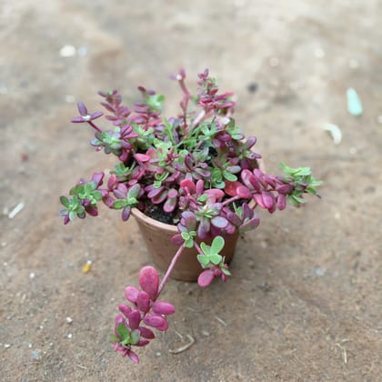 Buy Portulaca Moss Rose (any colour) in 4 Inch Nursery Pot Online | Urvann.com