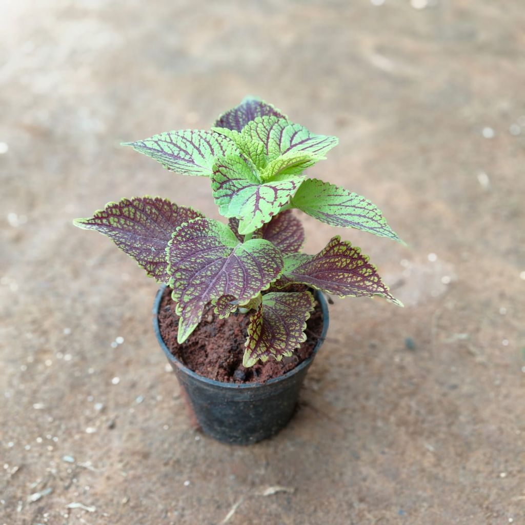 Coleus Red Green in 4 Inch Nursery Pot