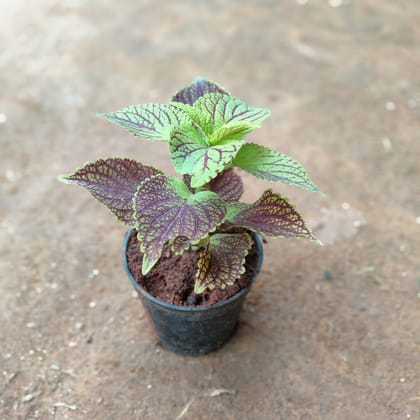 Buy Coleus Red Green in 4 Inch Nursery Pot Online | Urvann.com