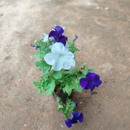 Buy Petunia (Mix colour)  in 4 Inch Nursery Pot Online | Urvann.com