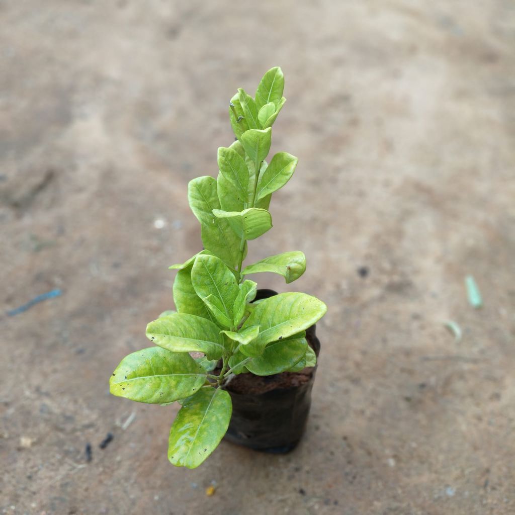 Allamanda Creeper Yellow in 5 Inch Nursery Bag