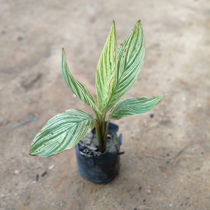 Buy Canna Lily in 5 Inch Nursery Bag Online | Urvann.com