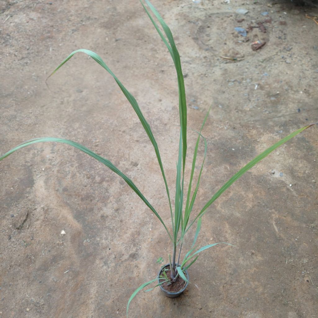 Lemon Grass in 5 Inch Nursery Pot