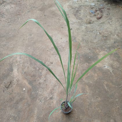 Buy Lemon Grass in 5 Inch Nursery Pot Online | Urvann.com