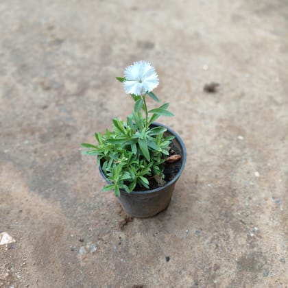 Buy Dianthus (any colour) in 5 Inch Nursery Pot Online | Urvann.com