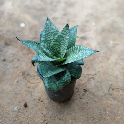 Buy Snake Green in 5 Inch Nursery Pot Online | Urvann.com