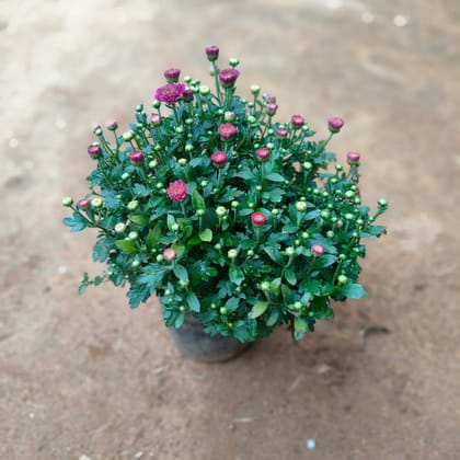 Buy Chrysanthemum / Guldawari / Guldaudi (any colour) in 5 Inch Nursery Pot Online | Urvann.com