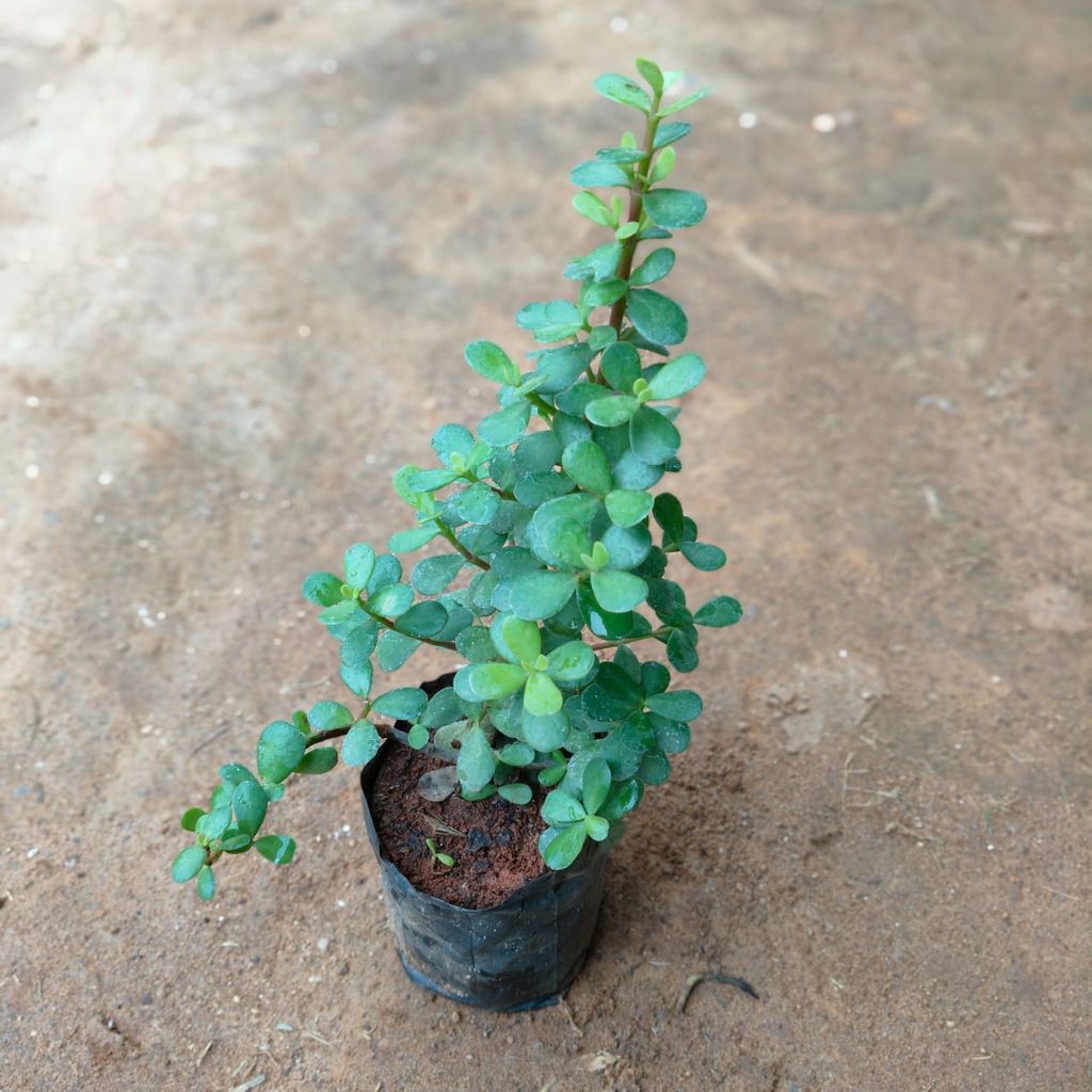 Jade in 4 Inch Nursery Bag