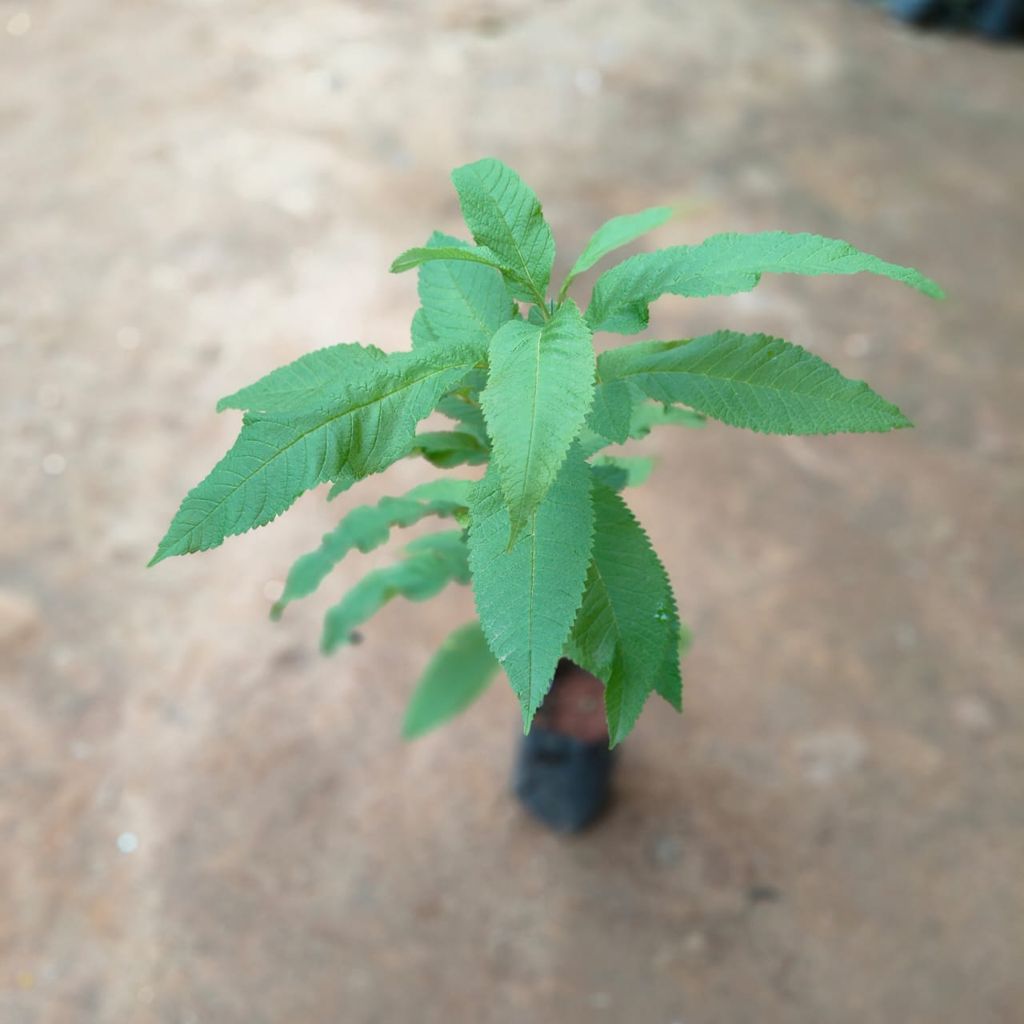 Tecoma Stan Plant in 3 Inch Nursery Bag