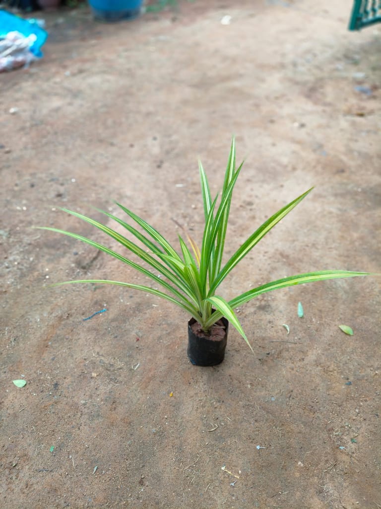 Pandanus Golden in 4 Inch Nursery Bag