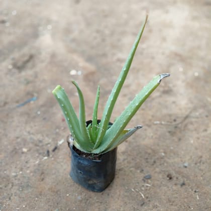 Buy Aloe Vera in 5 Inch Nursery Bag Online | Urvann.com