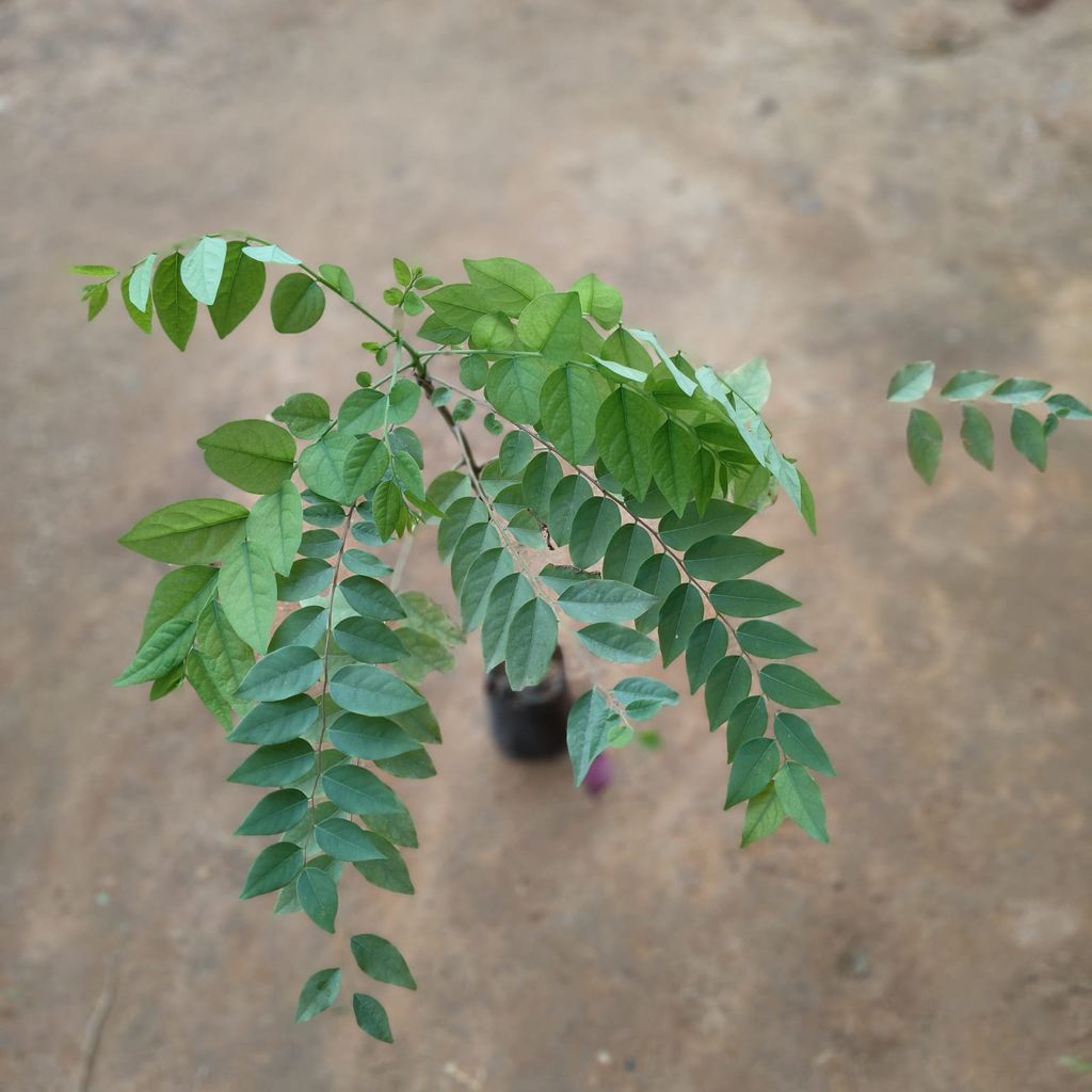 Star Gooseberry in 4 Inch Nursery Bag