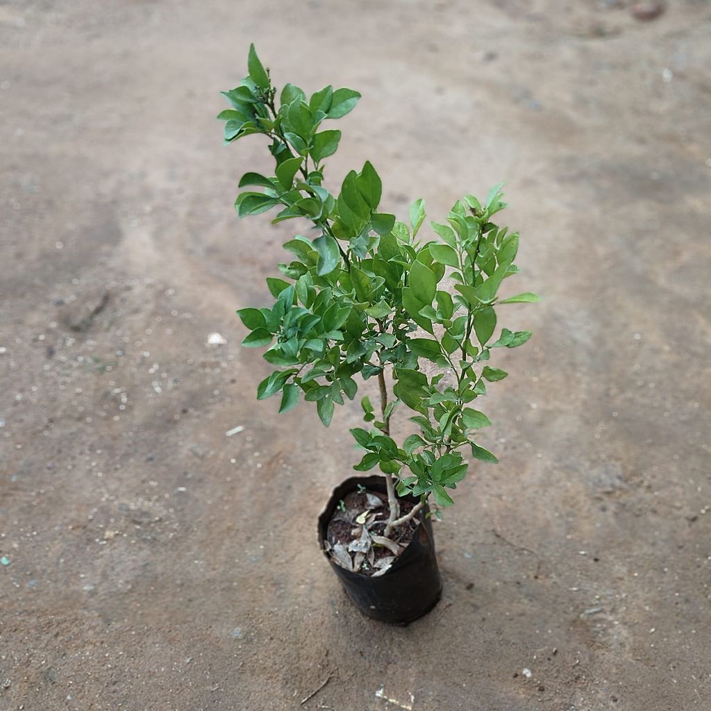 Murraya / Madhu Kamini in 5 Inch Nursery Bag