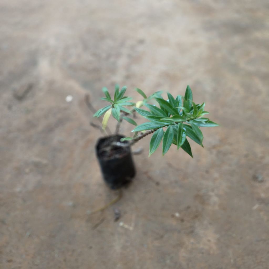 Allamanda Dwarf in 4 Inch Nursery Bag