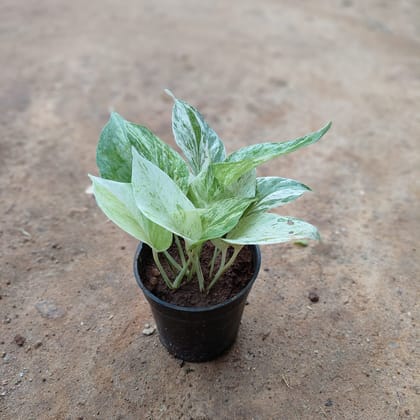 Buy Money Plant White in 5 Inch Nursery Pot Online | Urvann.com