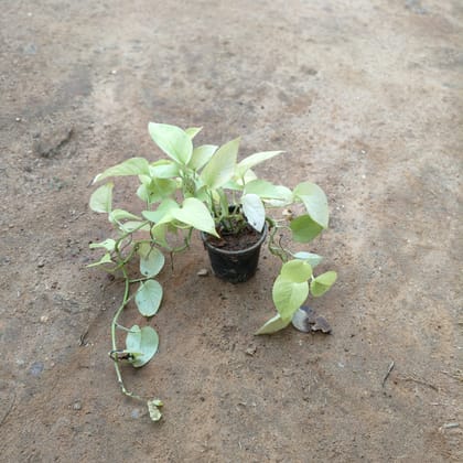 Buy Money Plant Golden  in 5 Inch Nursery Pot Online | Urvann.com
