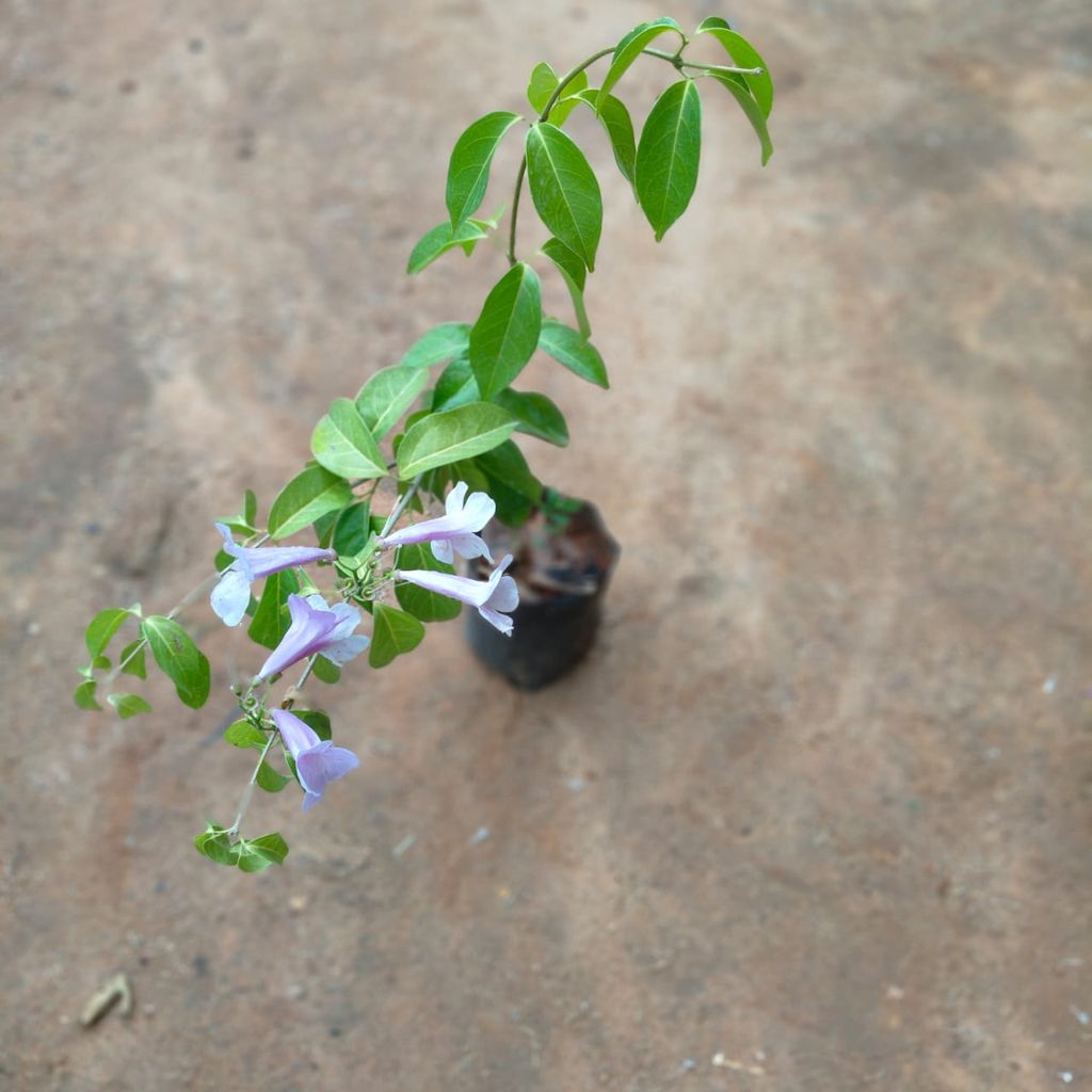 Lahsun Bel / Garlic Vine in 5 Inch Nursery Bag