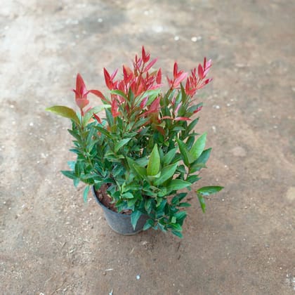 Buy Syzygium / Christina Ficus  in 5 Inch Nursery Pot Online | Urvann.com