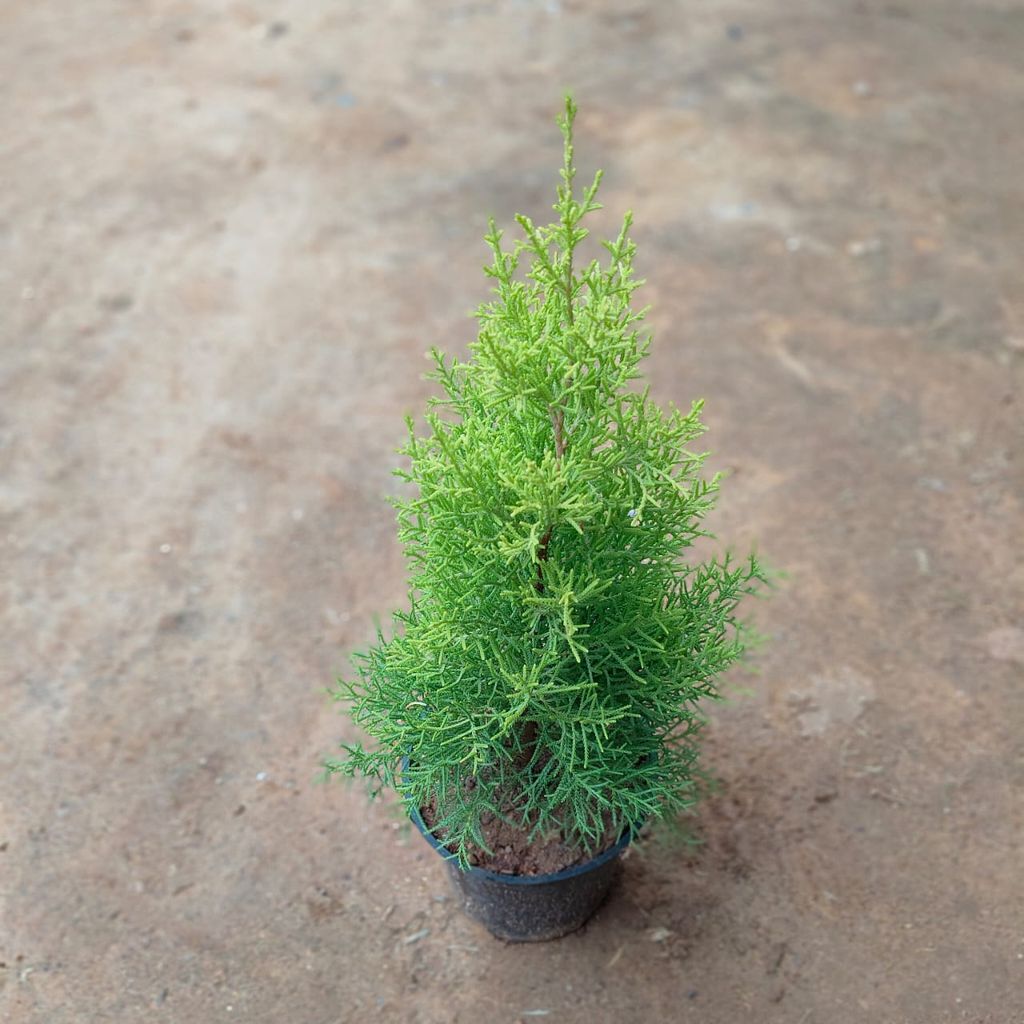 Golden Cypress in 5 Inch Nursery Pot